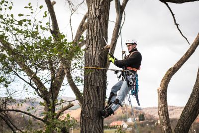 Tree Trimming Insurance in Hutchinson, KS by Salt City Insurance Agency, Inc.